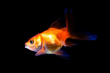 Wall Mural - Goldfish in black background