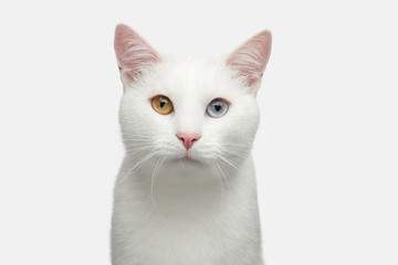 Portrait of Pure White Cat with odd eyes on Isolated Background