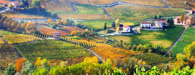 Poster - Pictorial countryside and beautiful vineyards of Piemonte in autumn colors. Italy