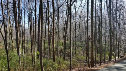  Winter Forest