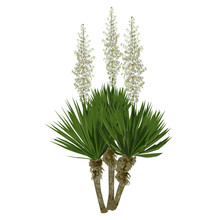 The Blossoming Yucca Plant
