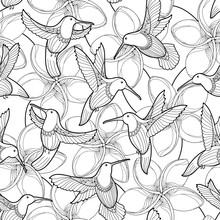 Vector Seamless Pattern With Plumeria Flower And Flying Hummingbird Or Colibri In Contour Style On The White Background. Outline Tropical Frangipani And Bird For Summer Design And Coloring Book. 