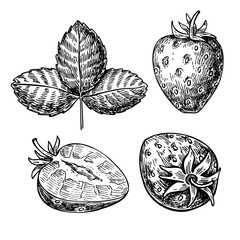 Wall Mural - Strawberry vector drawing set. Isolated hand drawn berry, slice and leaf on white background. Summer fruit engraved