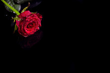 Red Rose With Water Drops On A Black Background, Free Space For Your Text.