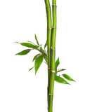 Fototapeta Sypialnia - Branches of bamboo isolated on white background.