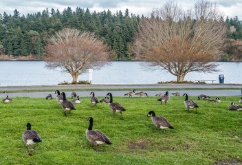 Canada Geese Near Lake 2