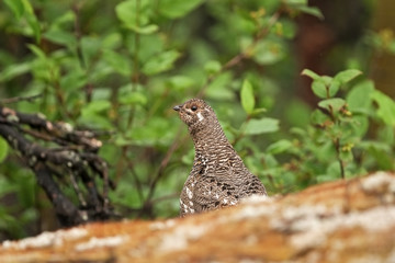 Wall Mural -  spruce grouse, canada grouse, falcipennis canadensis, Alaska