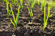 garlic plantation, young green garlic plants in a field at spring time, garlic sprouts