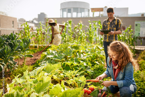 Fotografía Friendly team harvesting fresh vegetables from the rooftop greenhouse garden and