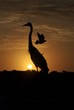 crane, egret, heron, silhouette, sunset, bird