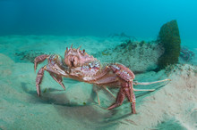 Hairy Crab On The Seabed