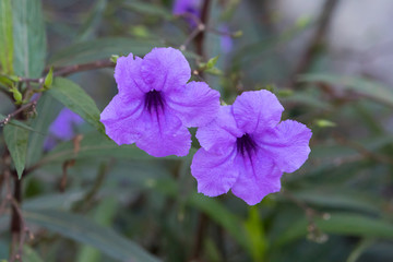 two purple flowers