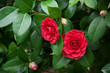 Camellia japonica flowers