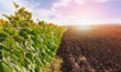 Fields with blossoming sunflower and arable land in the background of sunset.