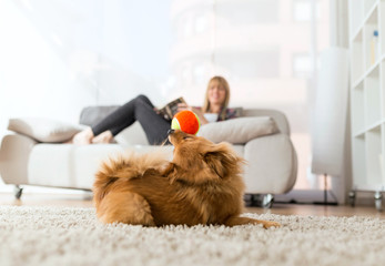 Wall Mural - Beautiful young woman with her dog playing with ball at home.