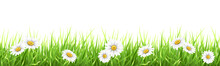 Grass And Chamomile. High Detailed Vector Illustration. Element For The Design Foreground Card About Nature.
