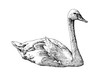 Swan A