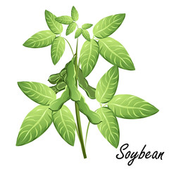 Wall Mural - Soybean  (soya, Glycine max). Hand drawn vector illustration of soybean plant with bean pods on white background.