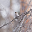 Male redpoll  on a branch
