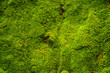 Close-up green moss in nature