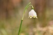 © montypeter - Spring snowflakes flowers. ( leucojum vernum carpaticum) Beautiful blooming flowers in forest with natural colored background.