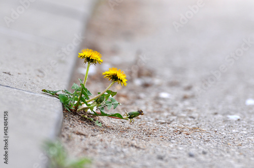 Dandelion flower growing between asphalt and curbs Poster
