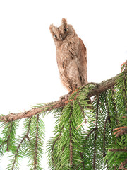 Sticker - European scops owl