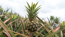 Pineapple Tropical Fruit Growing In Garden. Pineapple On Pineapple Field.Farm Agriculture Concept.