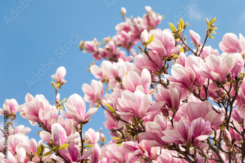 Plakat Różowa magnolia kwitnie w wiośnie, niebieskie niebo