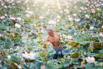 Old man thai farmer grow lotus in the season. They were soaked with water and mud to be prepared for harvest to sell