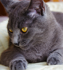 Wall Mural - Russian blue cat