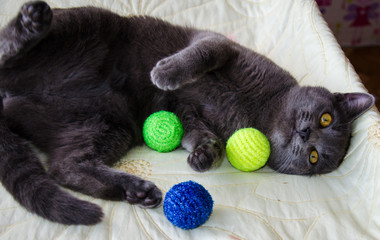 Wall Mural - Russian blue cat with colourful toys