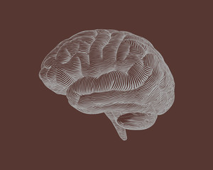 Wall Mural - Engraving brain illustration on brown BG