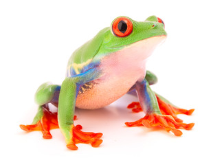 Wall Mural - Red eyed tree frog a tropical animal from the endangered rain forest in Costa Rica siolated on white..