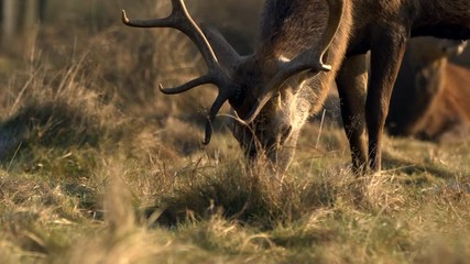Fototapete - Red deer 