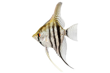 Poster - zebra angelfish pterophyllum scalare aquarium fish isolated on white 