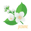 A colorful tender branch of a jasmine flower with buds and leaves. Isolated vector for design of tea, perfume or pharmacy plants.