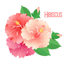 Set Of Multicolored Hibiscus Flowers With Buds And Leaves. For Design Of Tea And Medicinal Plants, Vector, Isolated On Background.