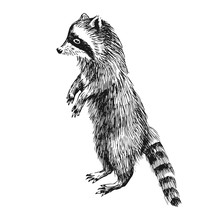 Hand Drawn Raccoon