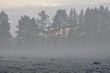 Mgła w lesie - zima
