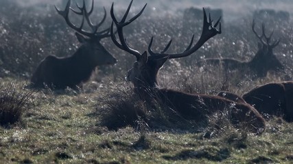 Wall Mural - red deer