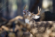 Buck Whitetail Deer Sniffing The Air