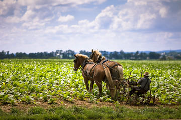 Country life