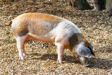 Adult domestic pig is looking for something to eat on the ground