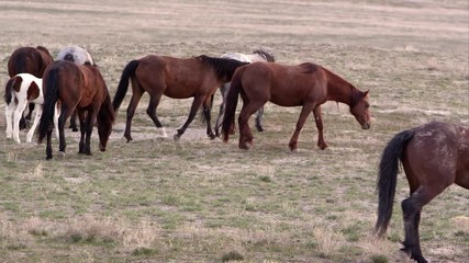 Wall Mural - Panning view of wild horse herd walking and grazing.