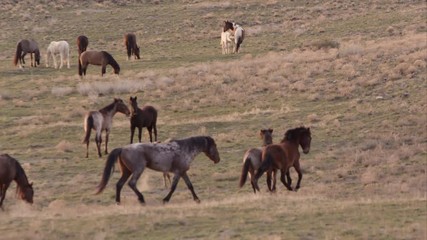 Wall Mural - Zoomed view of wild horses running and kicking across the landscape.