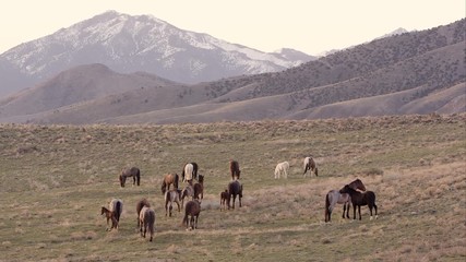 Wall Mural - Zoomed view of wild horses across the landscape