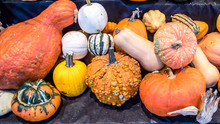 Pumpkin And Squashes Are Harvested In Autumn
