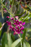 Fototapeta Lawenda - purple orchid