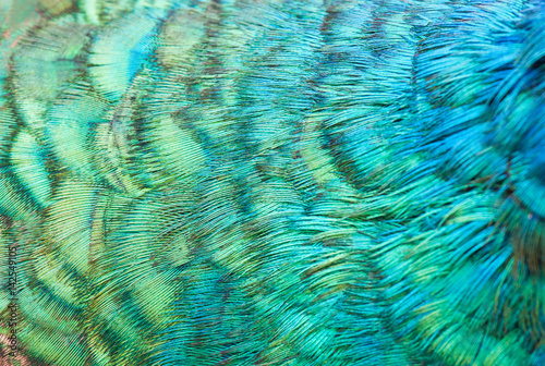 Fotomural The details and beautiful patterns of peacock feathers.